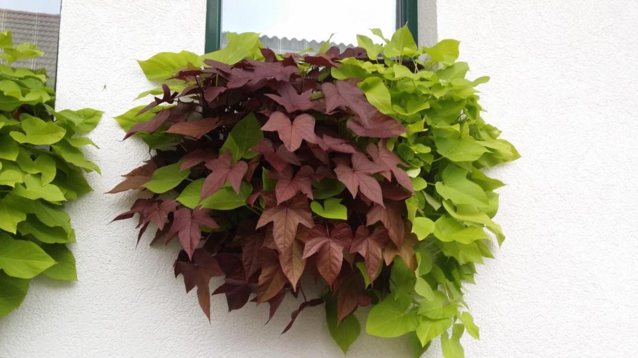 Weingut Apartment Hildegard Gangl Illmitz Exterior foto